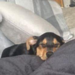 Penny