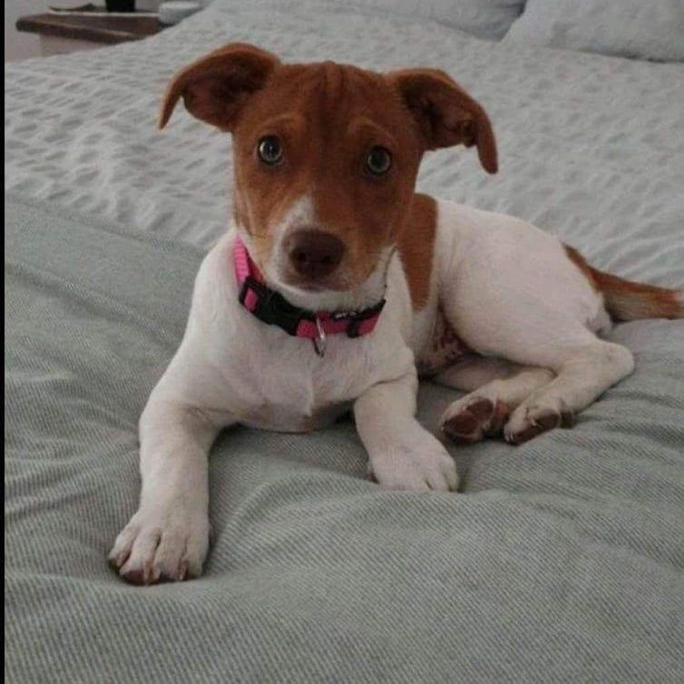 Tia