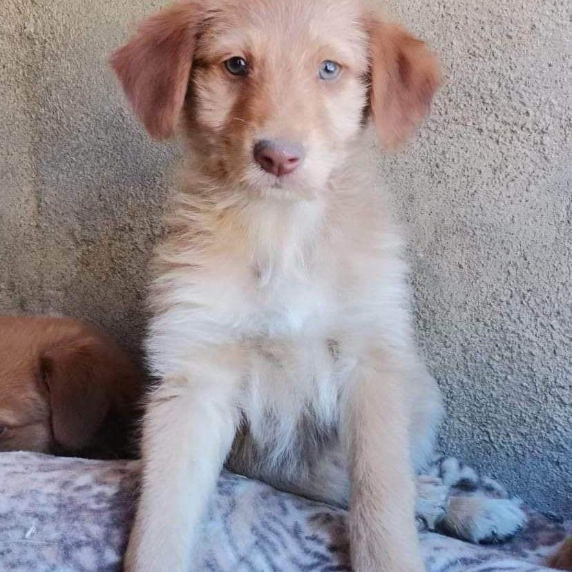 Archie