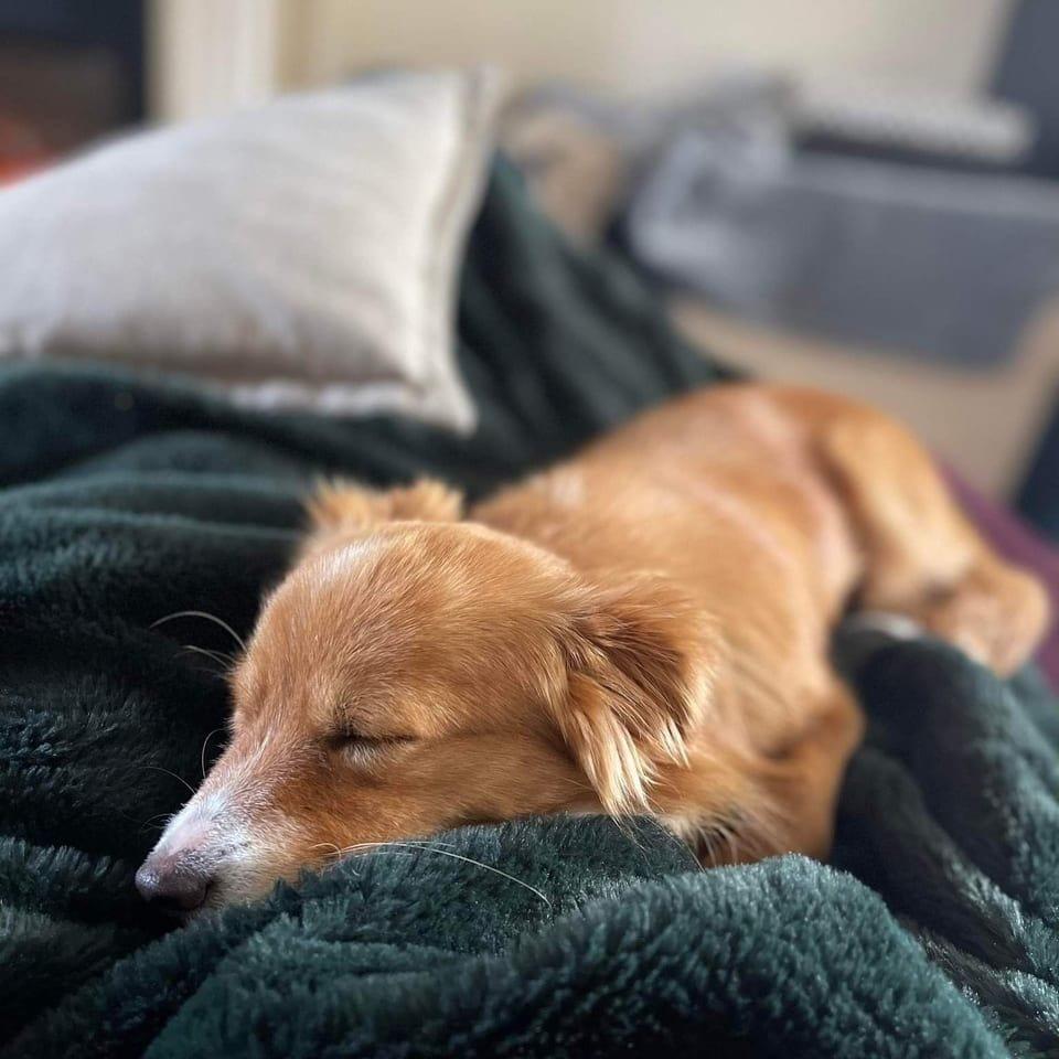 Lola
