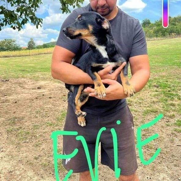 Evie