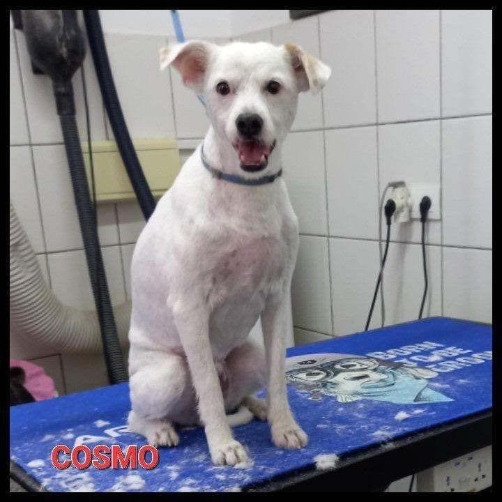 Cosmo