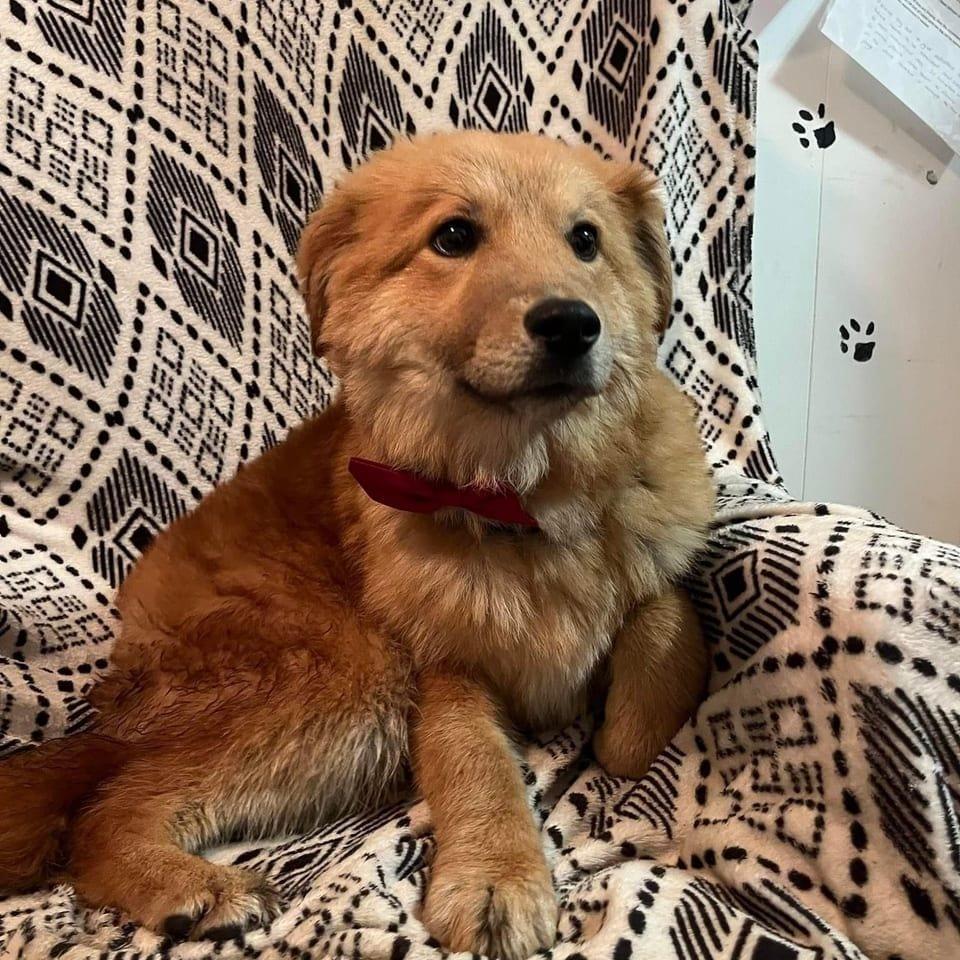 Finn