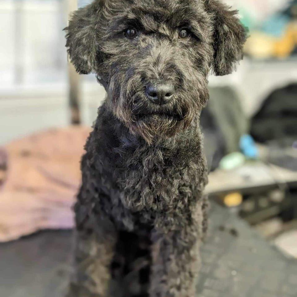 Tilly
