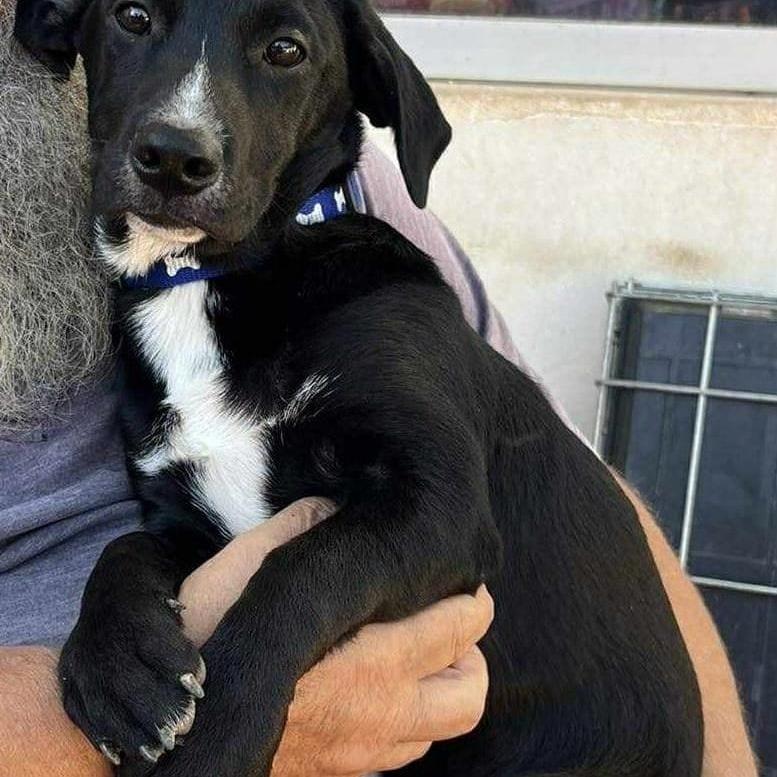 Rufus