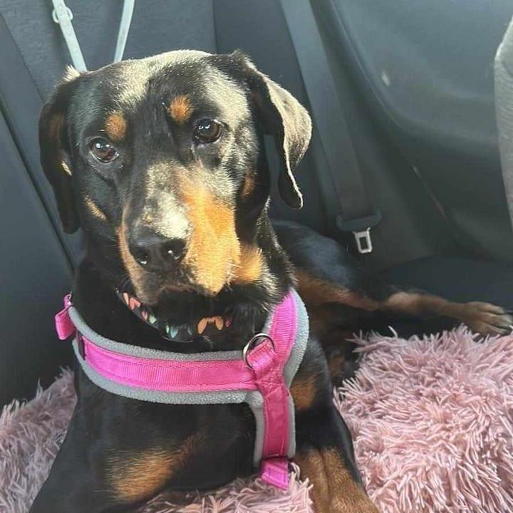 Orla