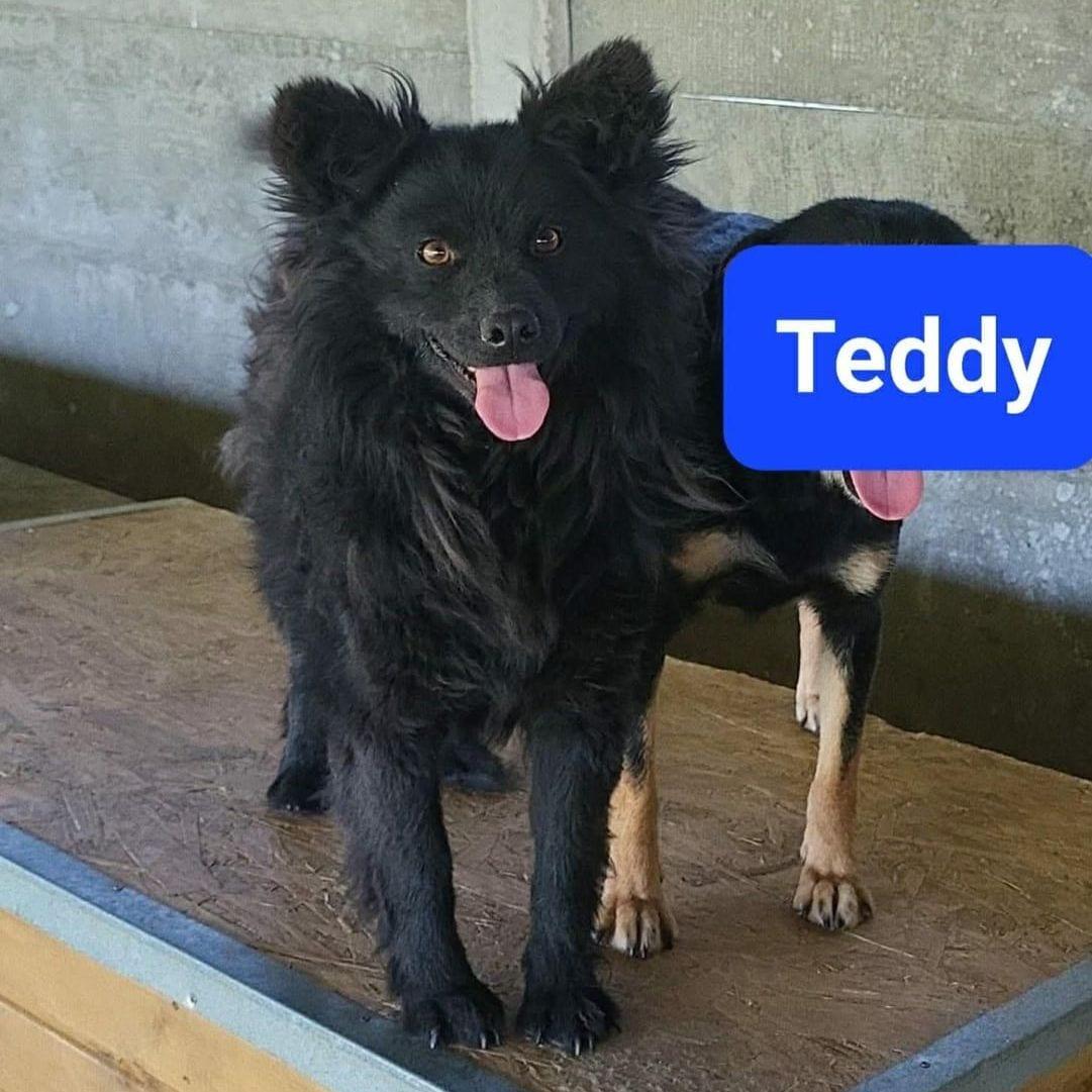 Teddy