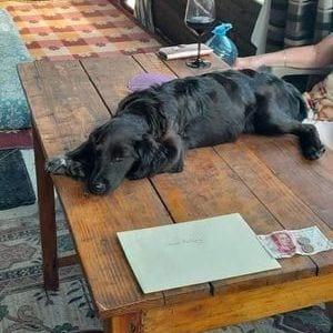 Cocker Spaniel Puppy