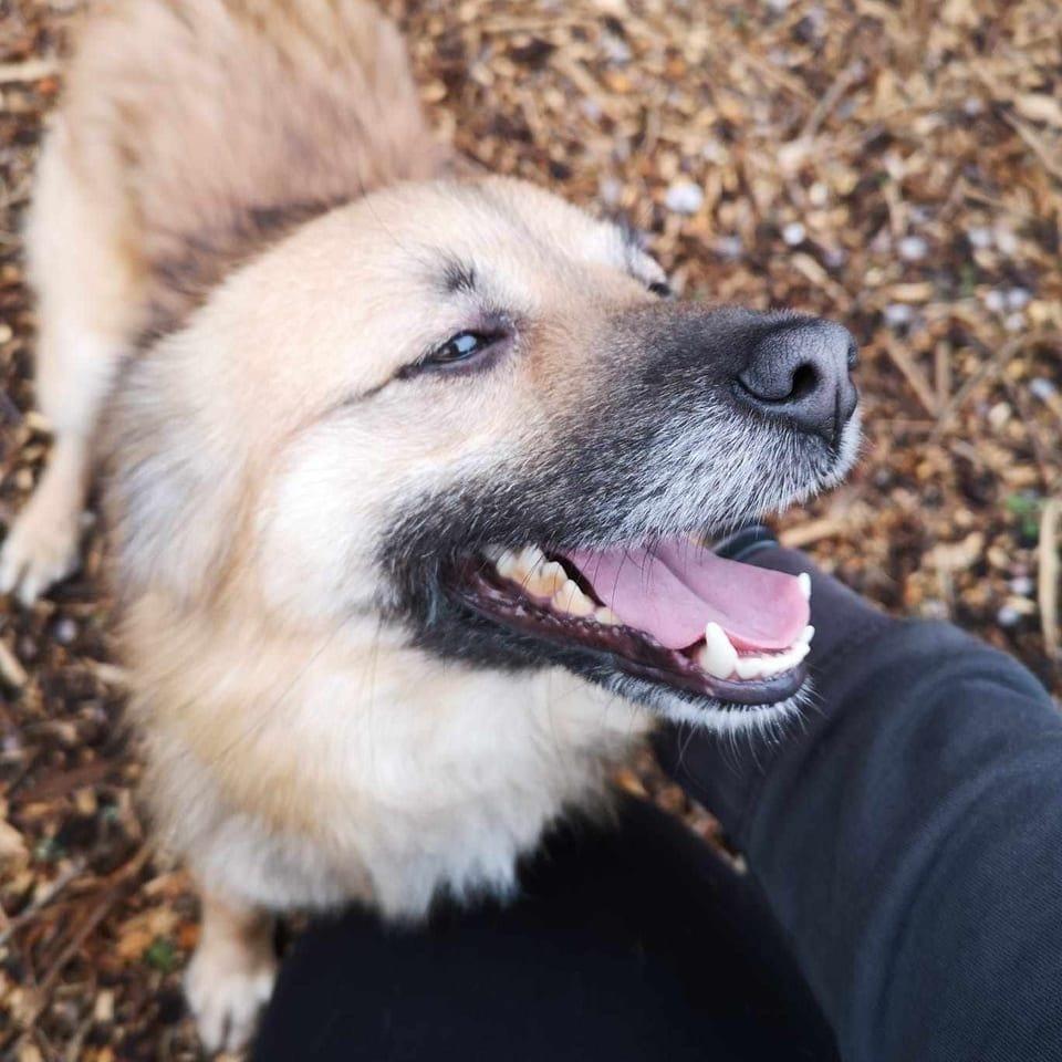 Foxy
