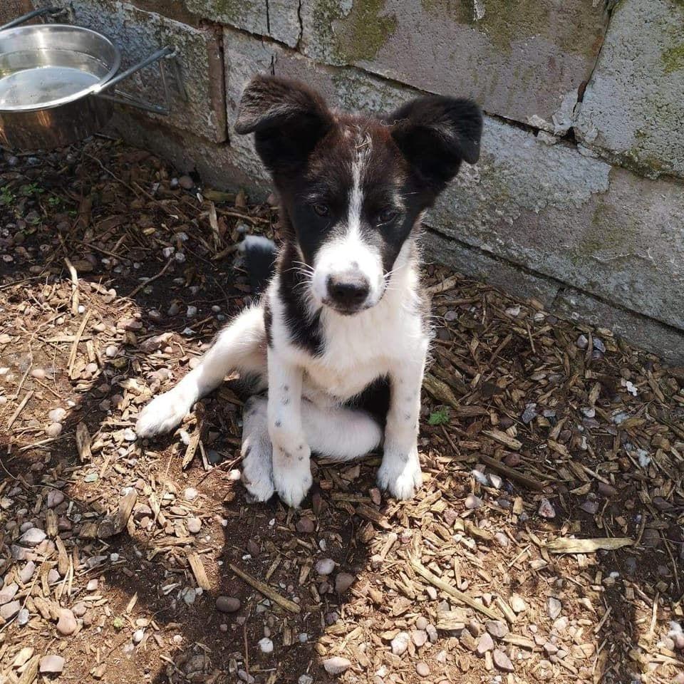 Nova