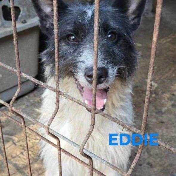 Eddie