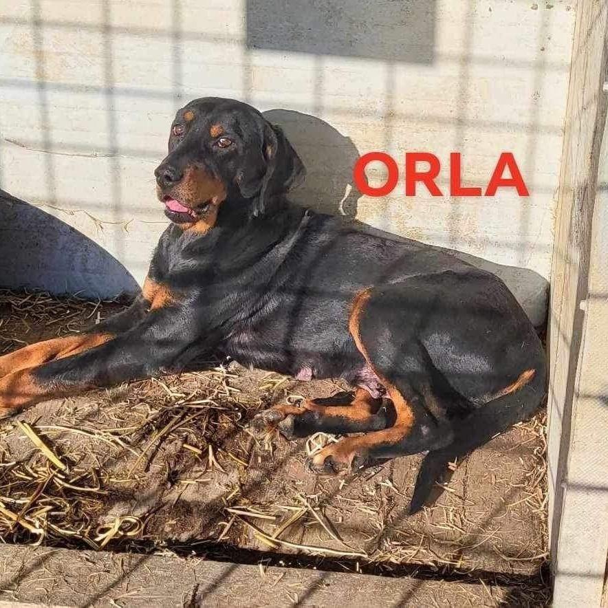 Orla