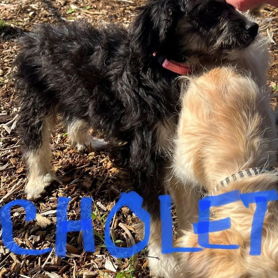 Cholet