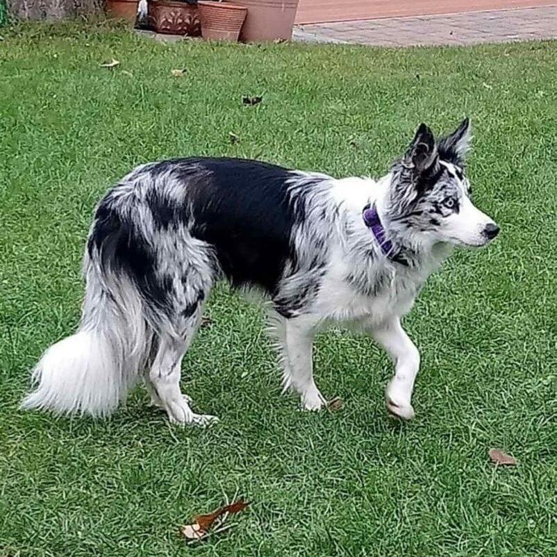 Queenie