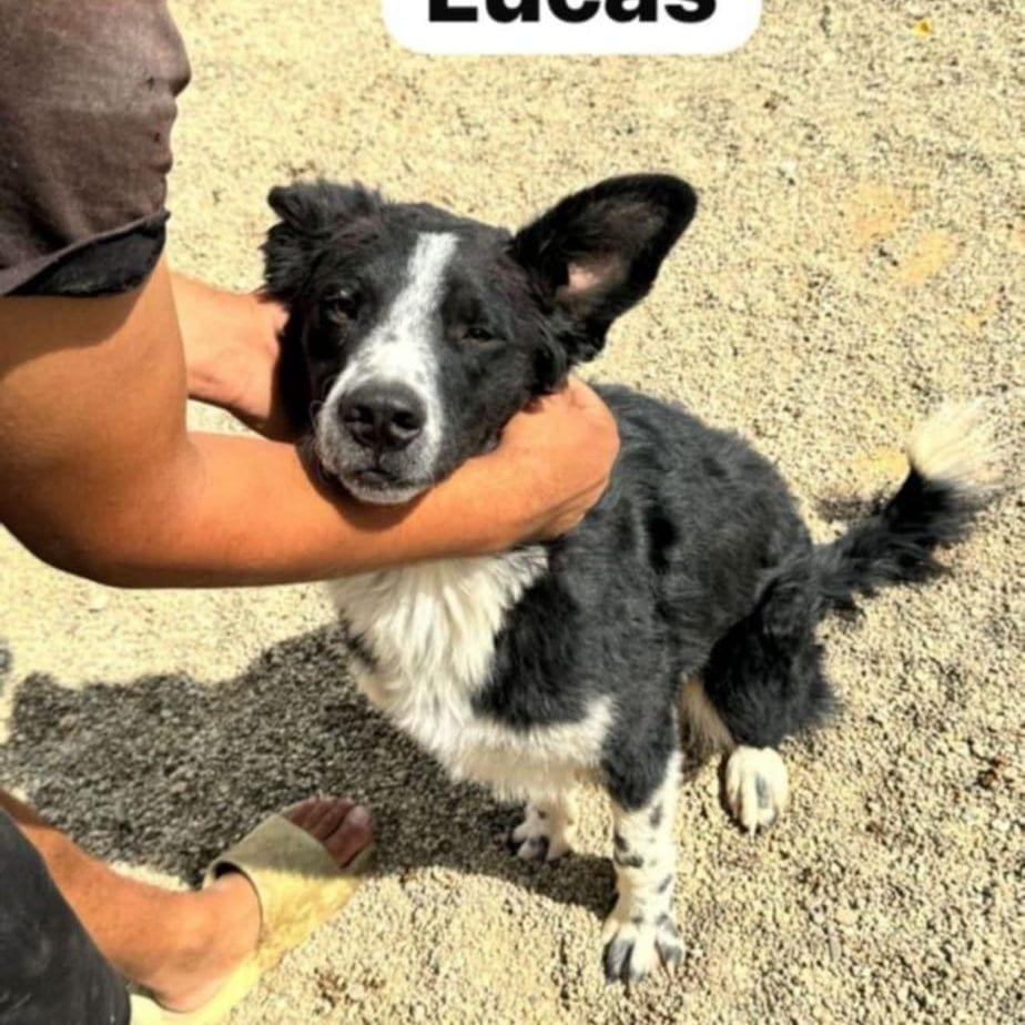 Lucas