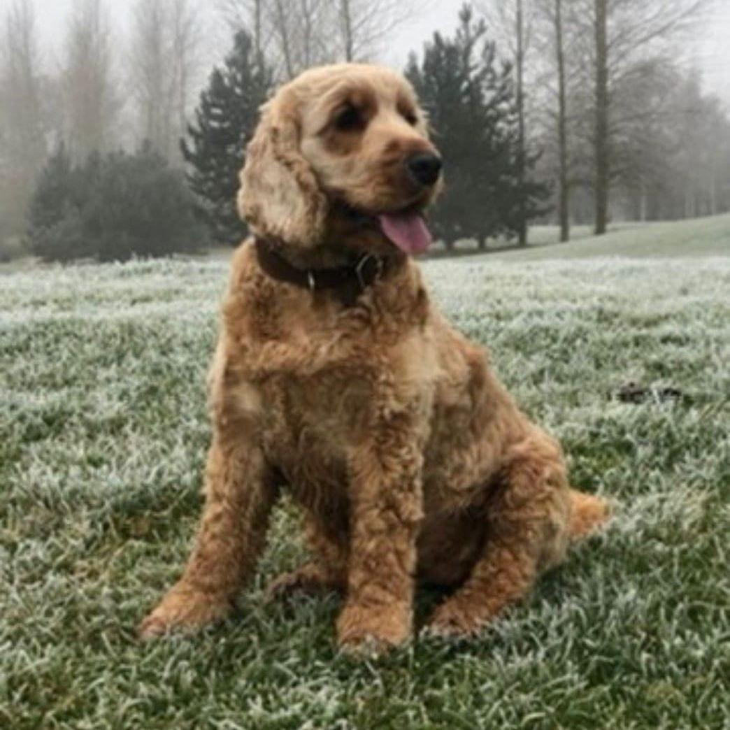 Orla