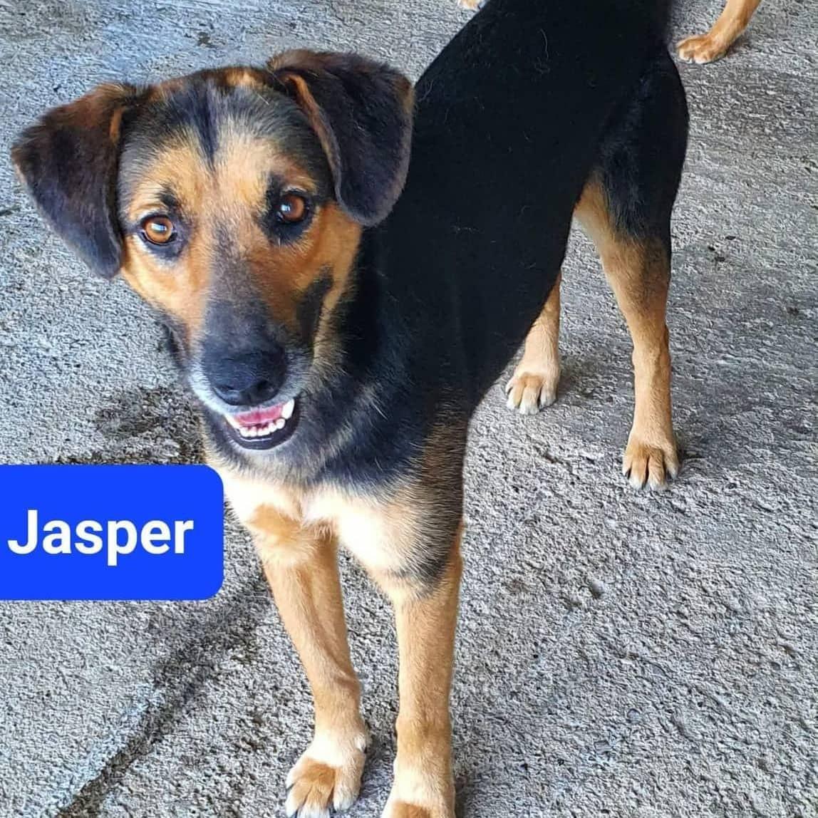 Jasper