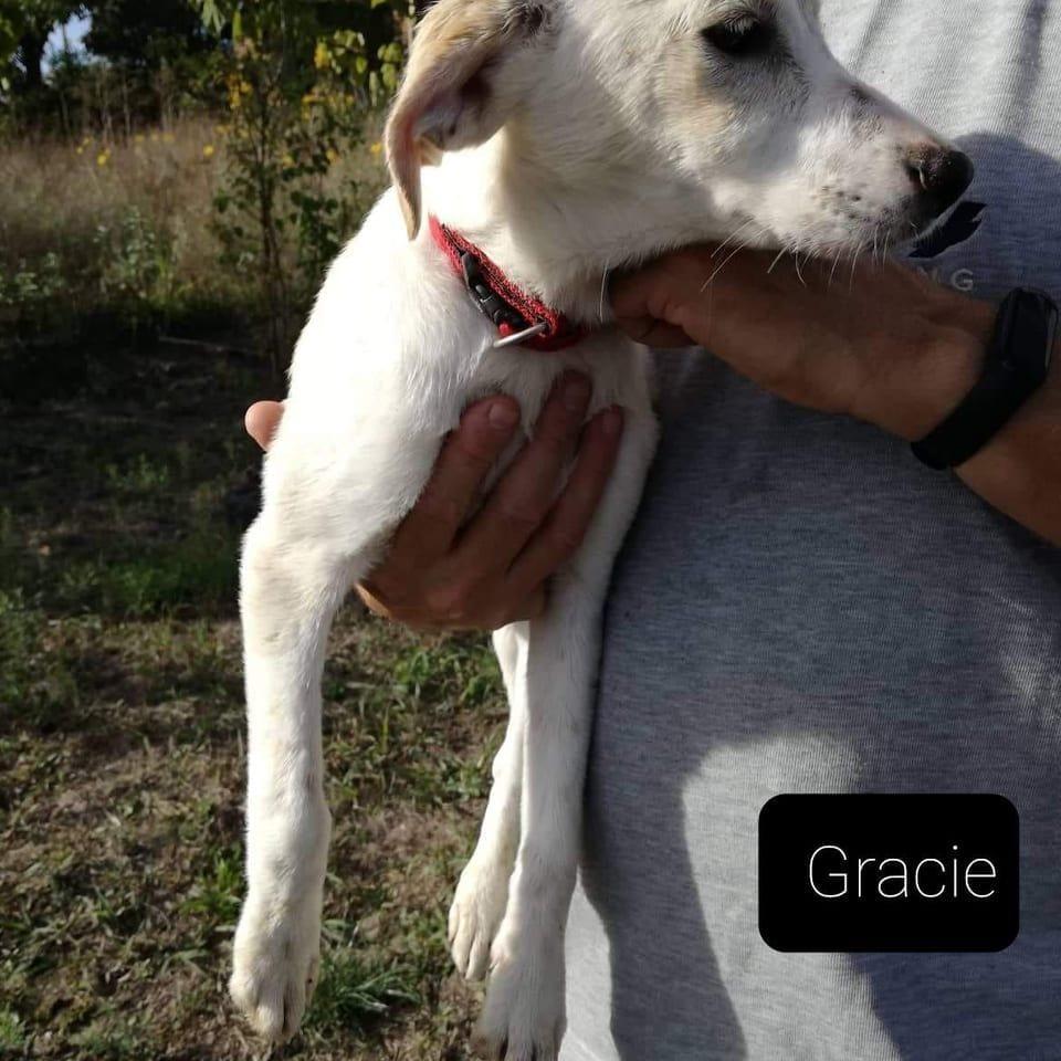 Gracie