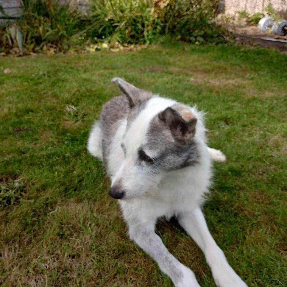 Snow 3 Years Old