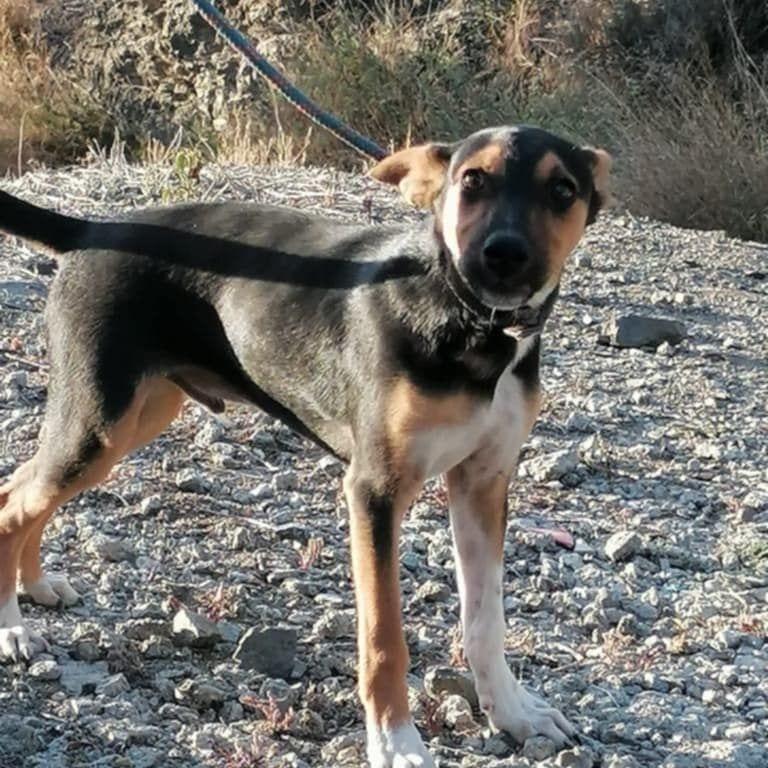 Enzo