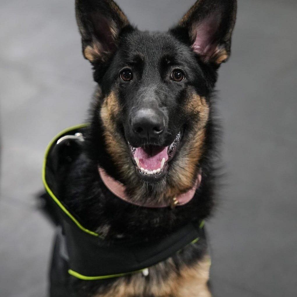 Ziva