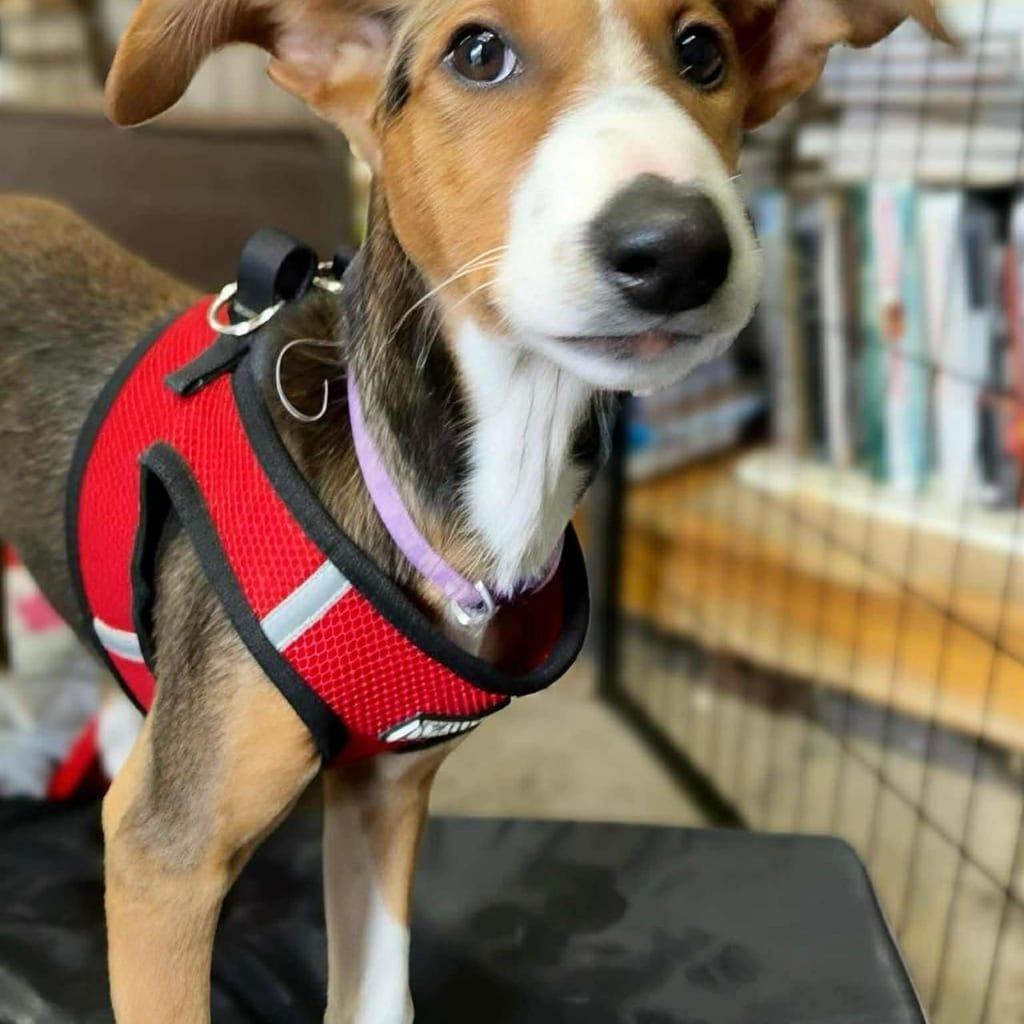 Lilo