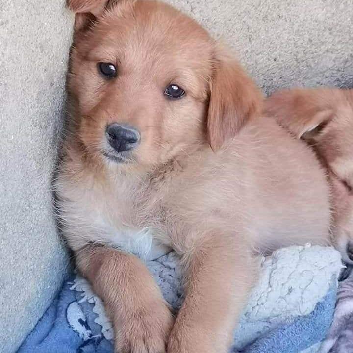 Ava
