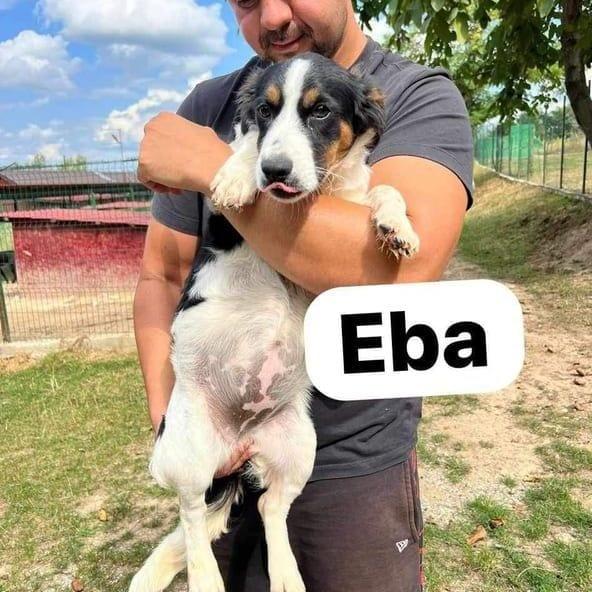 Eba