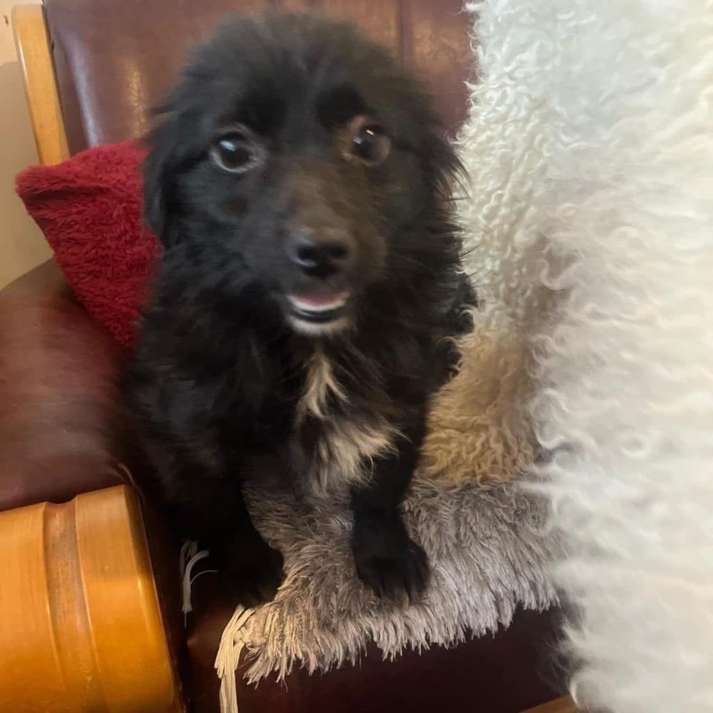 Pippa