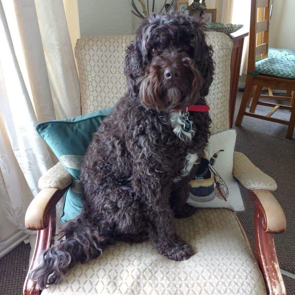 Bruno