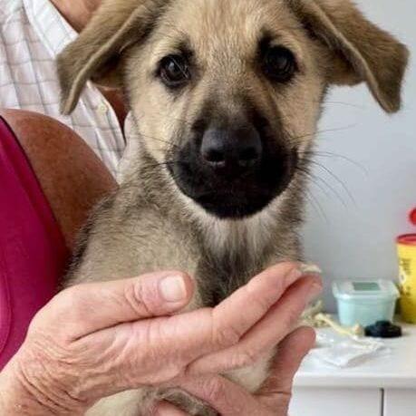 Fergus