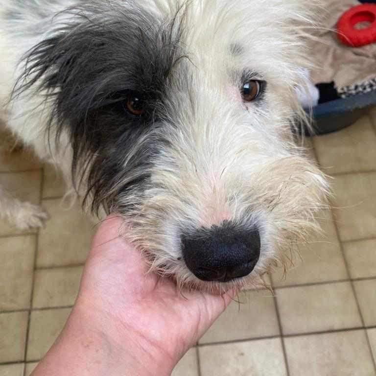 Archie