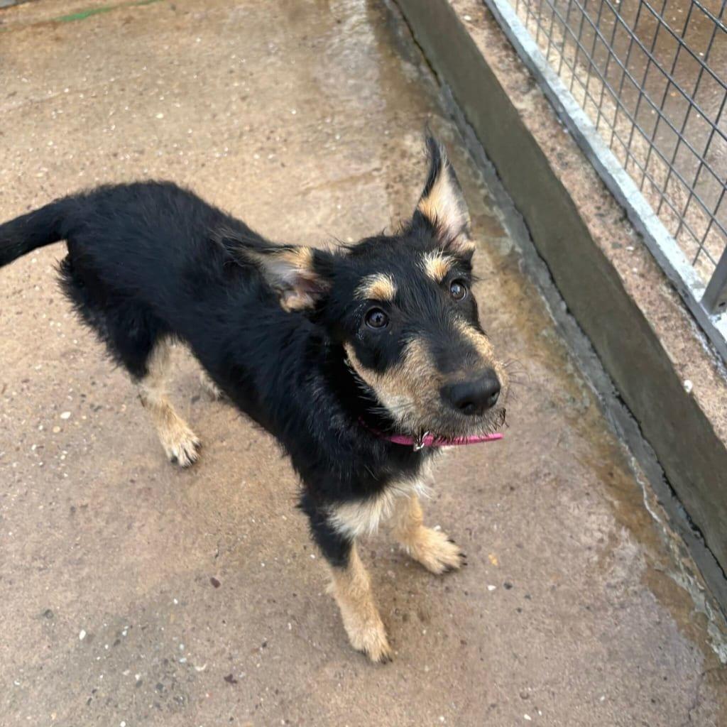 Heidi
