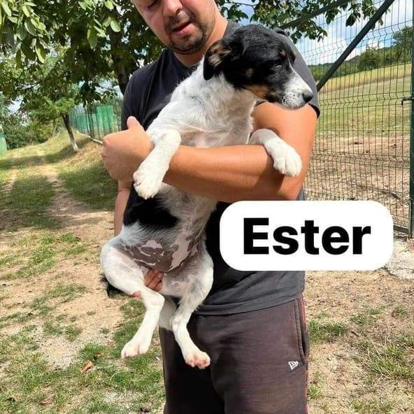Ester