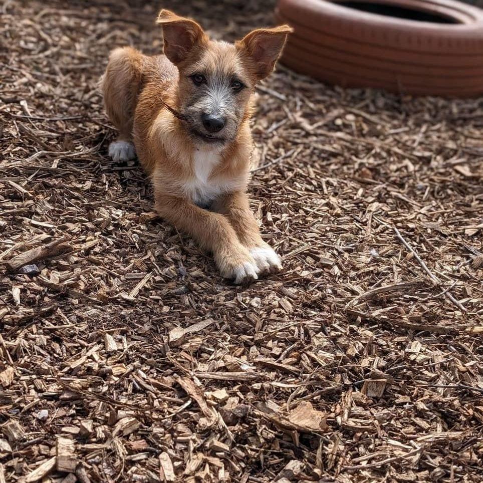 Tara