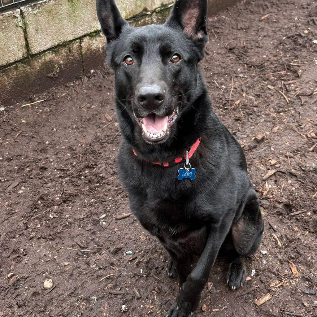 Loki