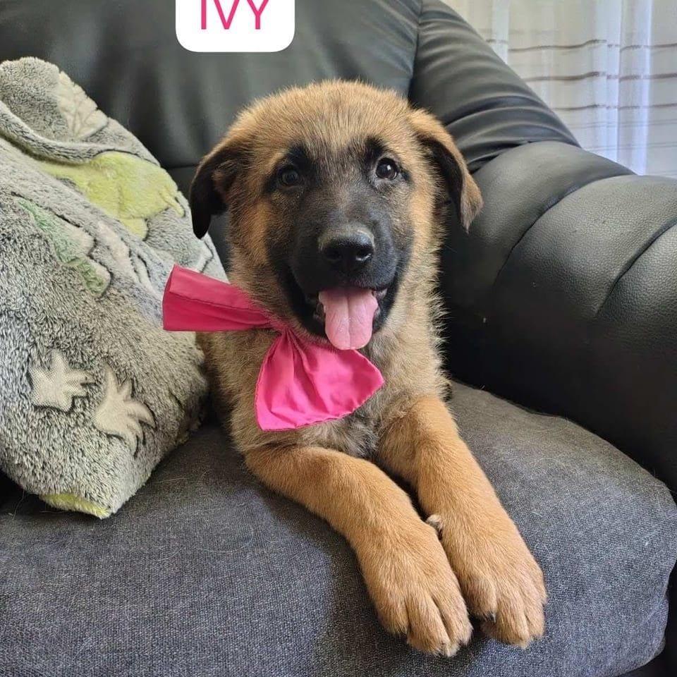 Ivy