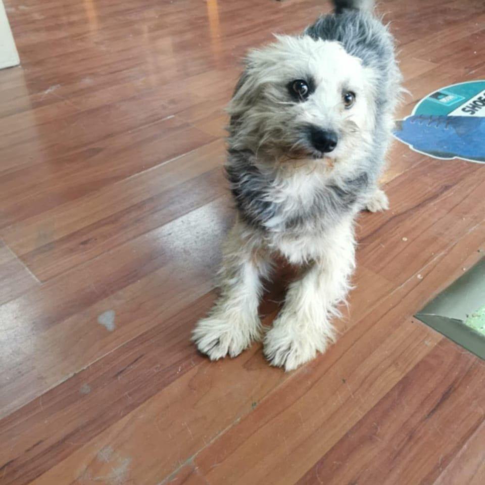 Gracie