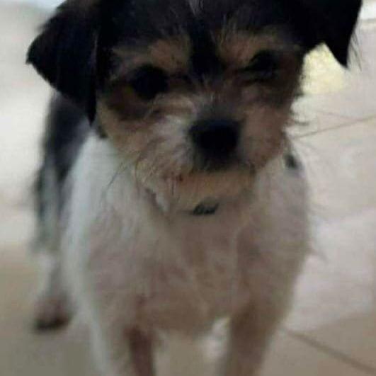 Daisy