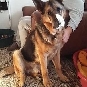 Mutley