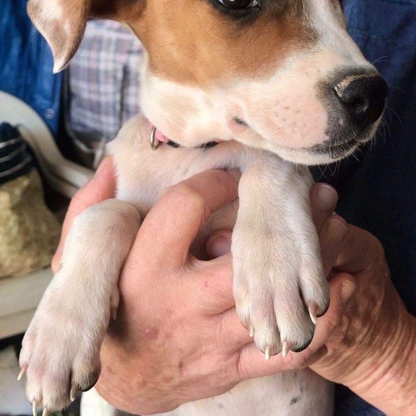 Gemma