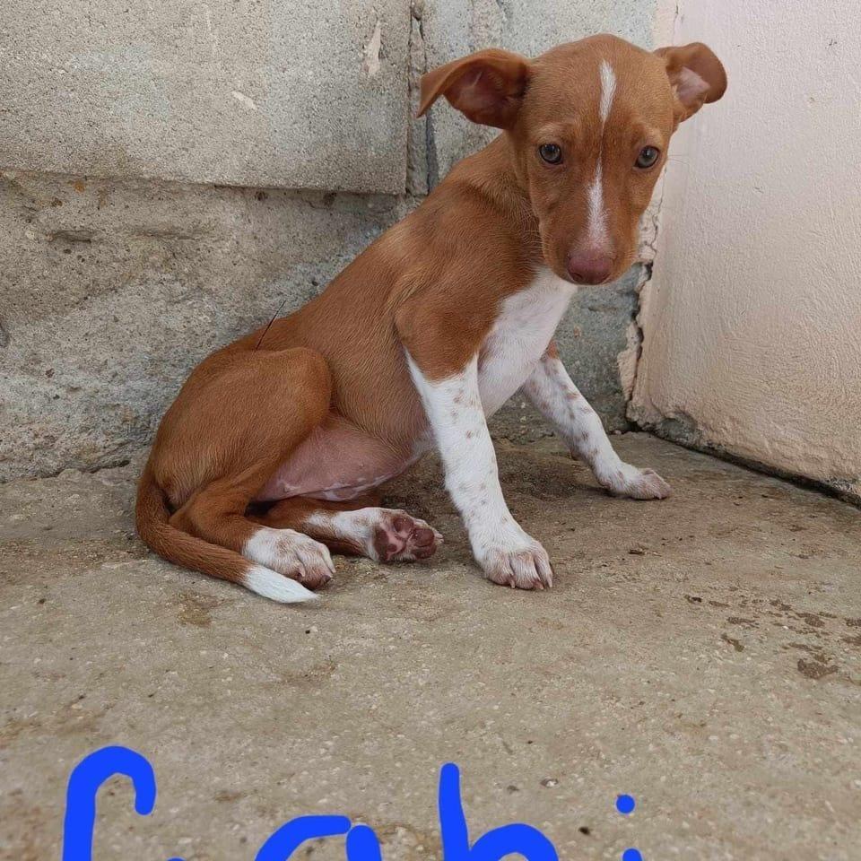 Gabi