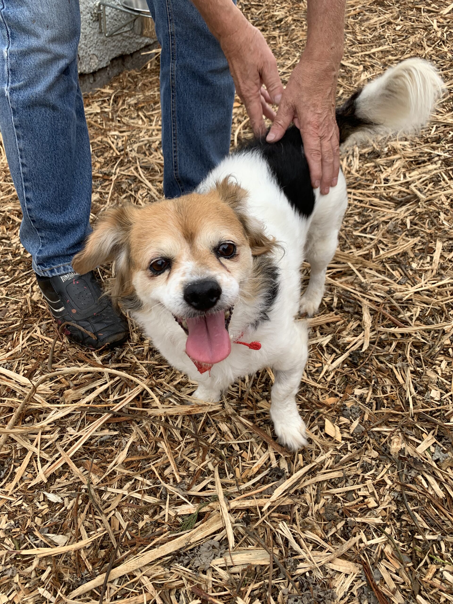 BARNEY & BONNIE - BARNEY IS 7 (MALE), BONNIE IS 9 (FEMALE) - Brighter ...