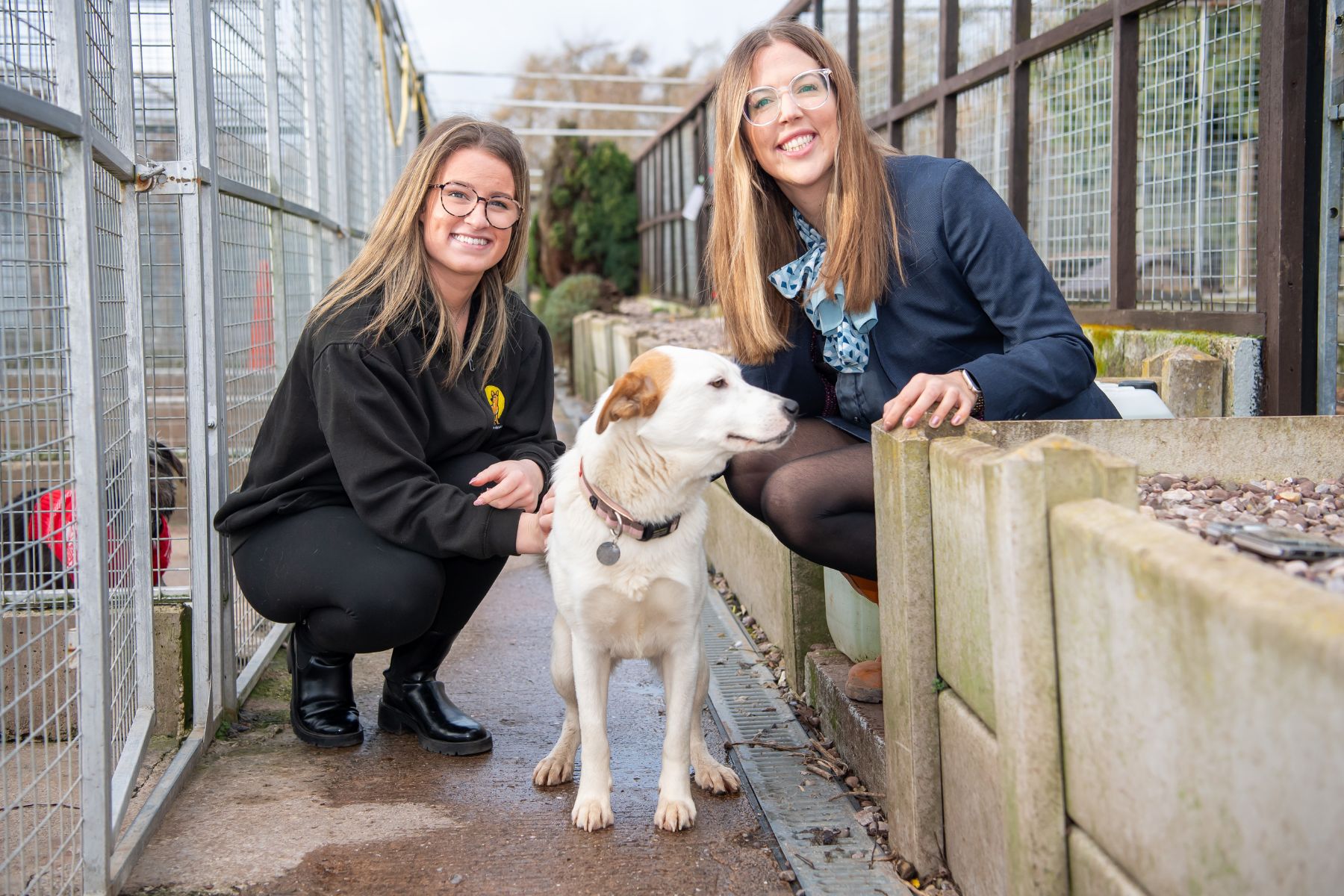 David Wilson Homes Kennel Photo
