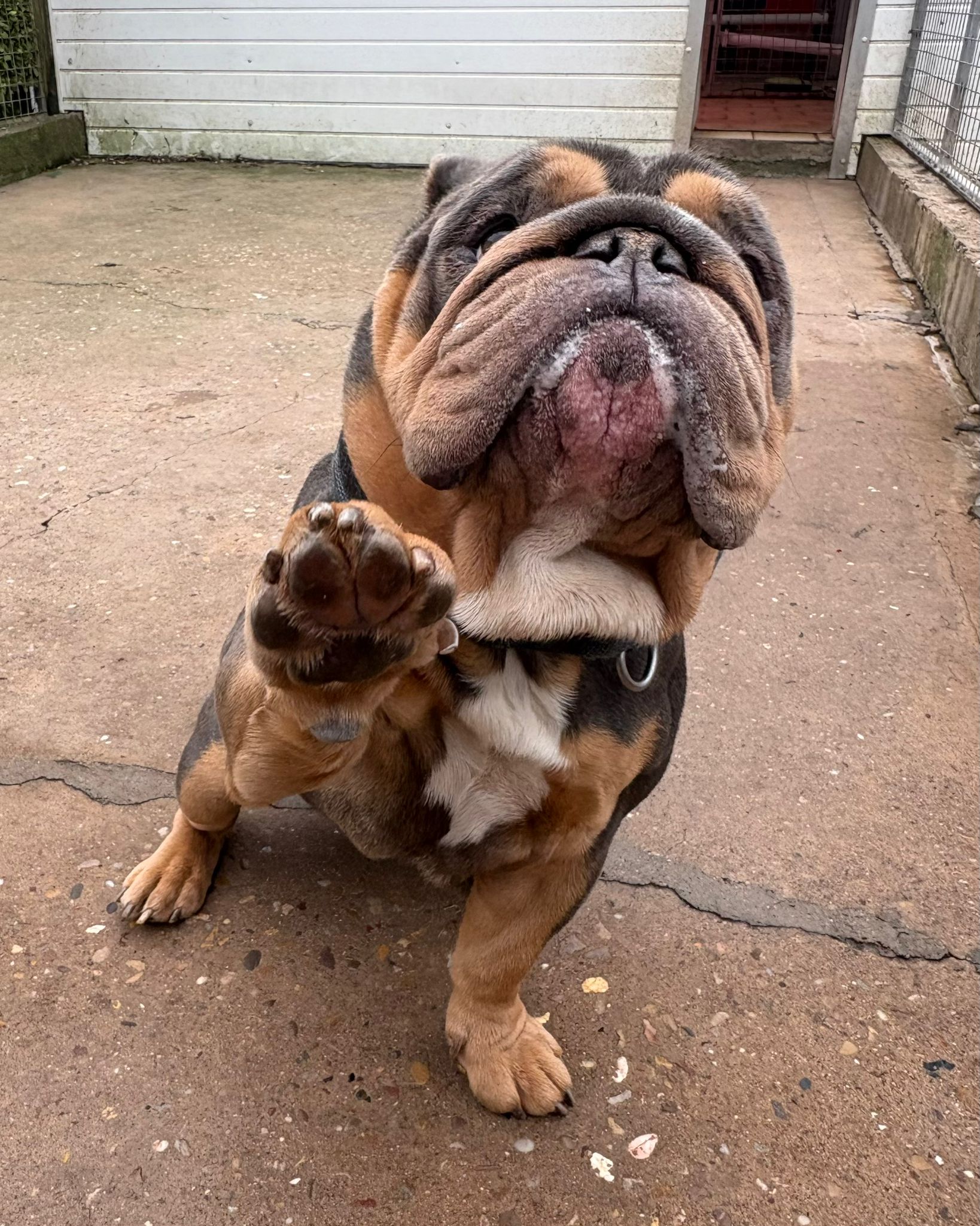 George, a 5 years old male Unknown available for adoption from Brighter Day Rescue in Staffordshire