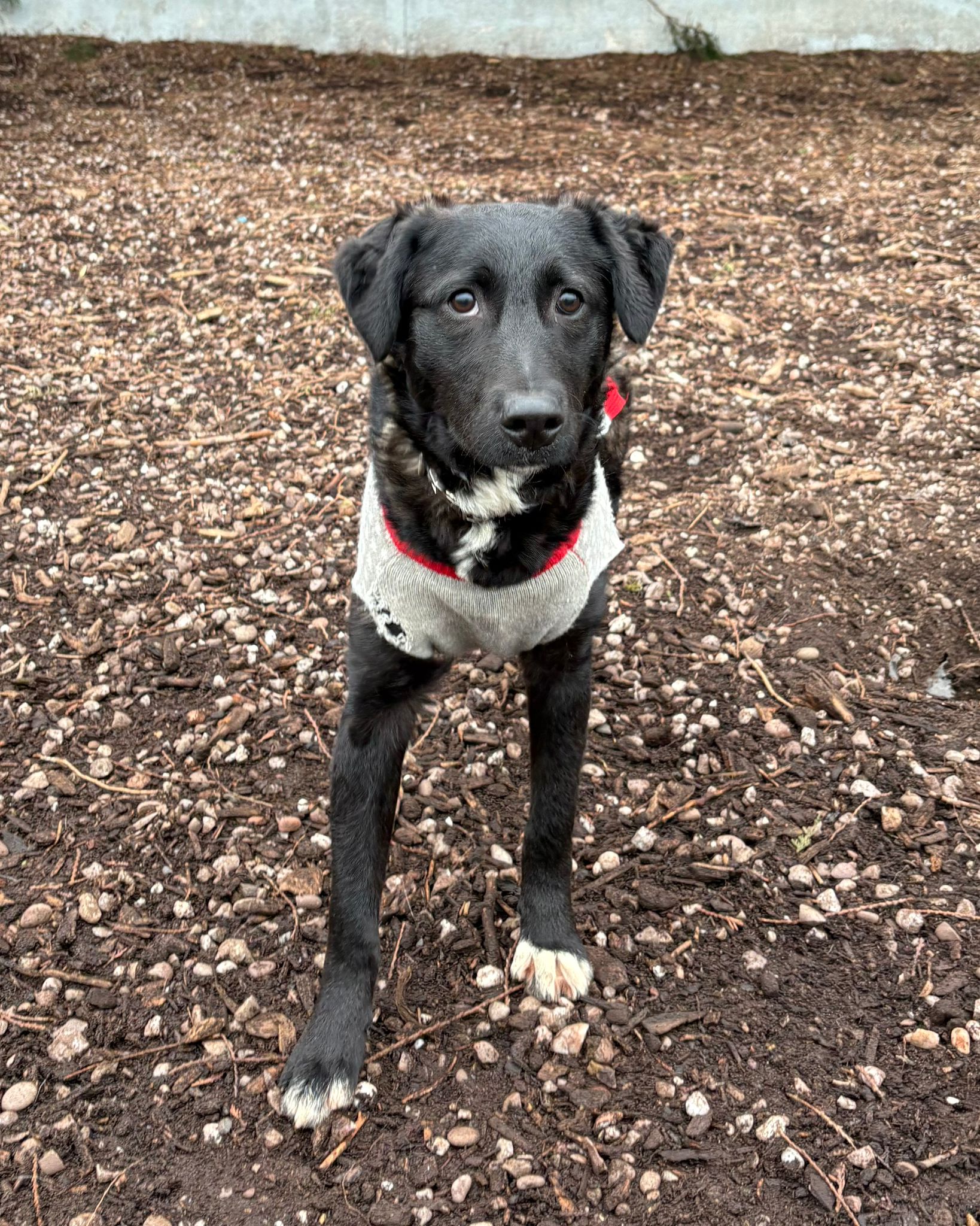 Pippa, a 9 months old female Unknown available for adoption from Brighter Day Rescue in Penkridge, Staffordshire