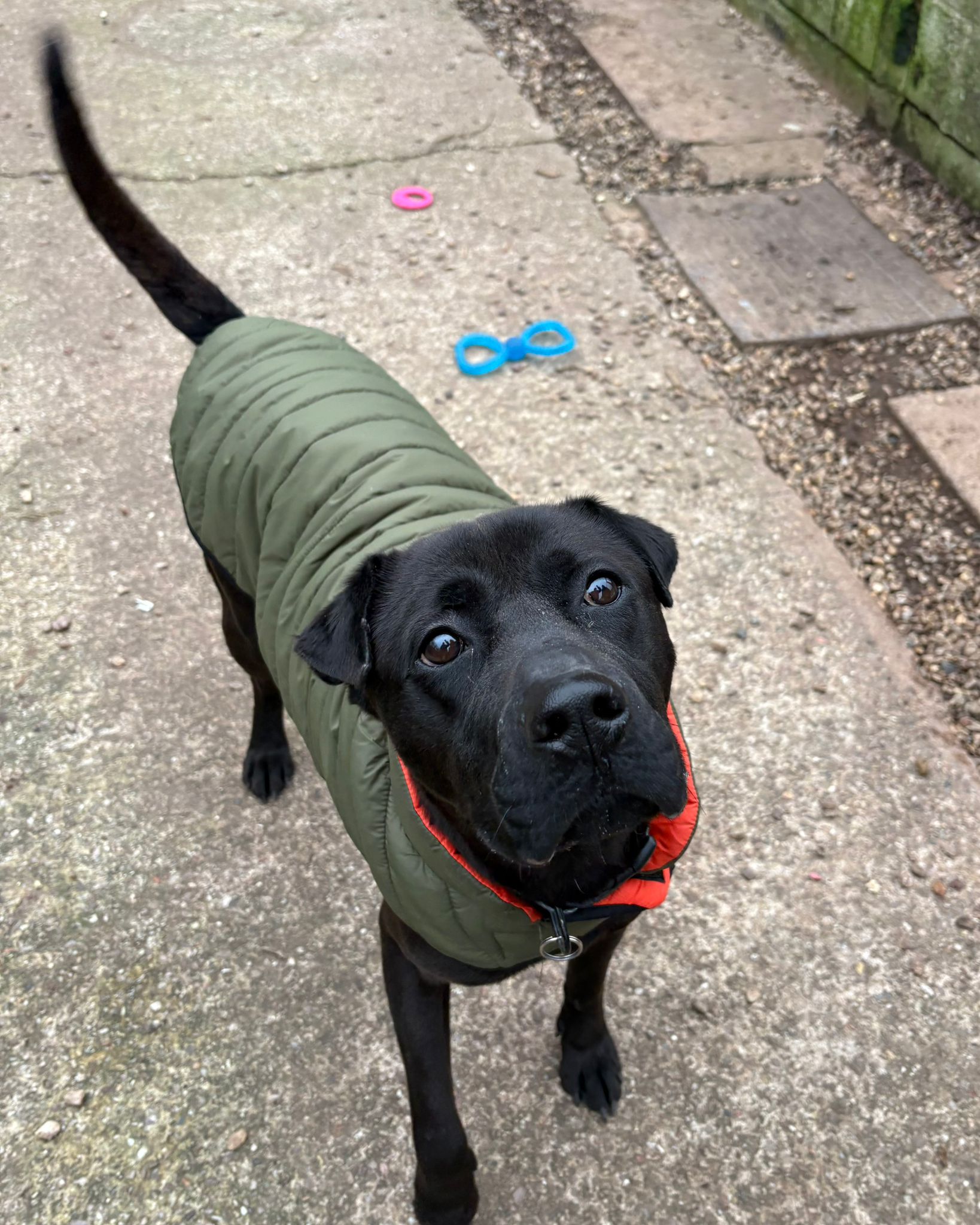 Skye, a 3 years old female Unknown available for adoption from Brighter Day Rescue in Staffordshire