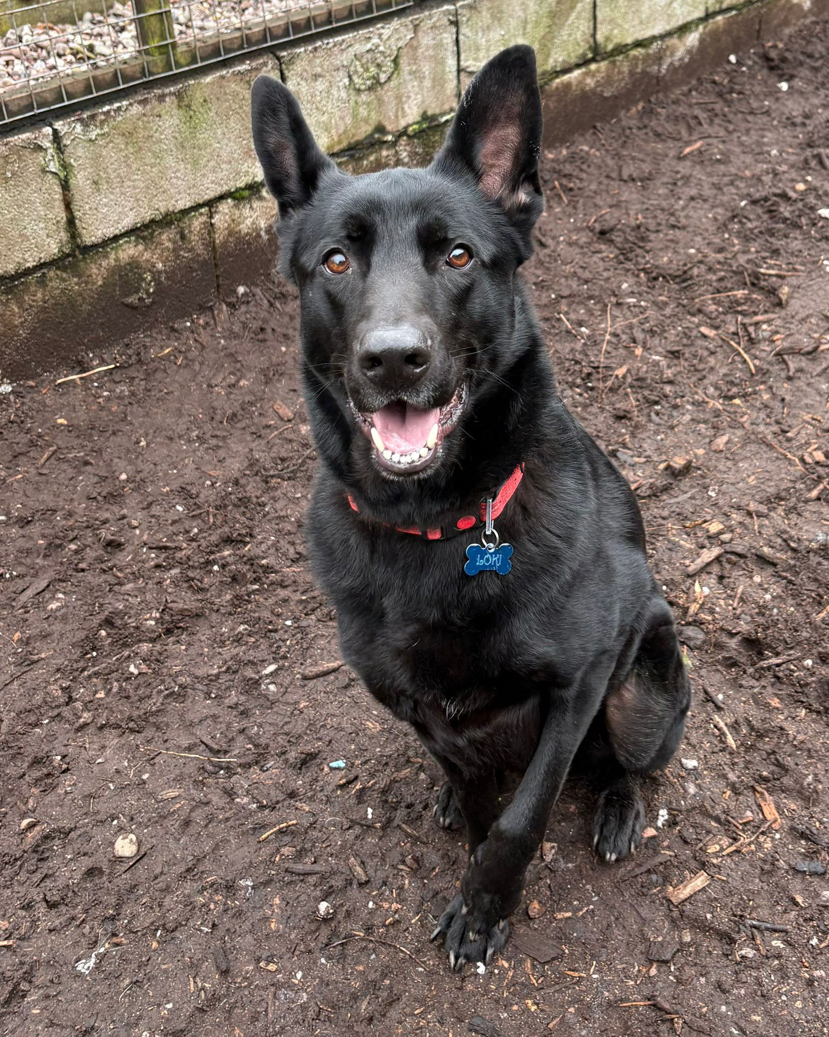 Loki, a 4 years old male German Shepherd available for adoption from Brighter Day Rescue in Staffordshire