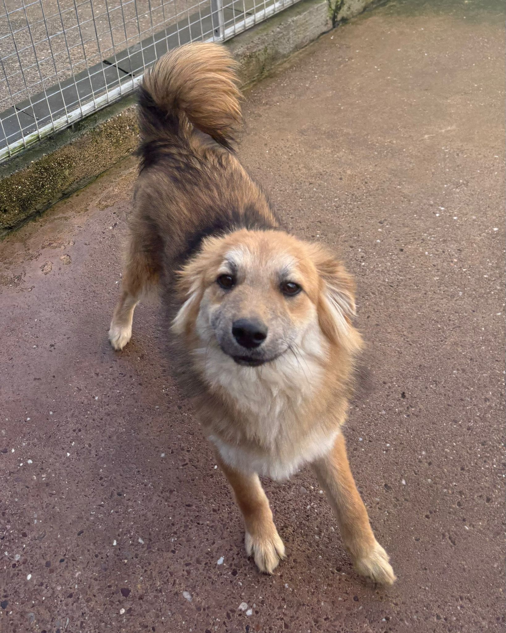 Fern, a 9 months old female Unknown available for adoption from Brighter Day Rescue in Penkridge, Staffordshire