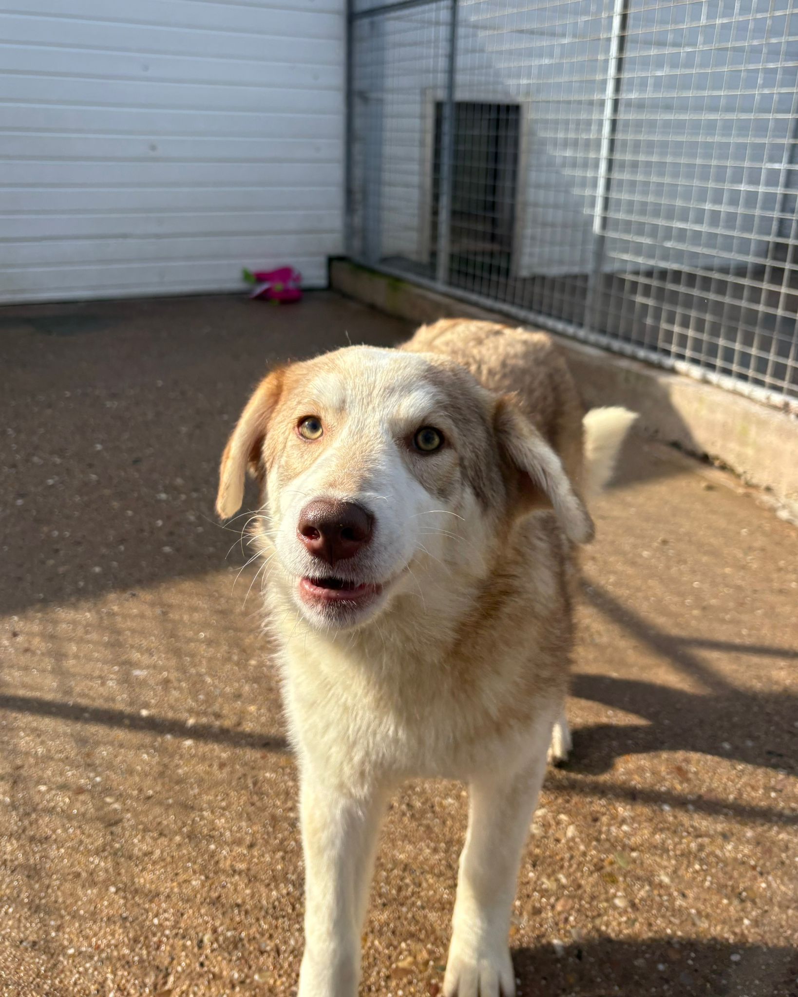Flora, a 9 months old female Unknown available for adoption from Brighter Day Rescue in Penkridge, Staffordshire